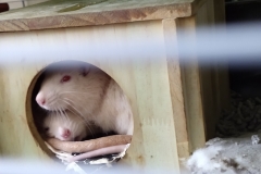 Ronnie and Derek curled up in their house