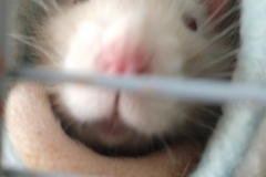 Comfy in the tube