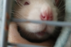 Comfy in the tube