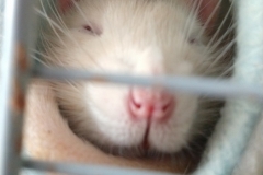Comfy in the tube