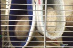 Rat parked in each tube