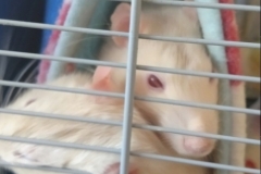 Ronnie invading Derek in the tube