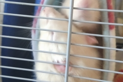 Ronnie invading Derek in the tube
