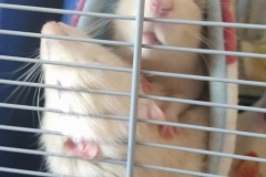Ronnie invading Derek in the tube