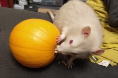 Derek and the pumpkin