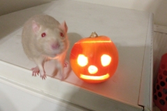 Derek and the pumpkin