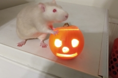 Derek and the pumpkin