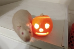 Derek and the pumpkin