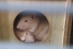 Ronnie and Derek curled up in their house