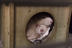 Ronnie and Derek curled up in their house