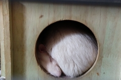 Ronnie and Derek curled up in their house
