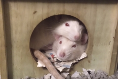 Ronnie and Derek curled up in their house