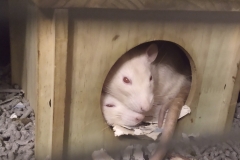 Ronnie and Derek curled up in their house