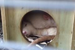 Ronnie and Derek curled up in their house