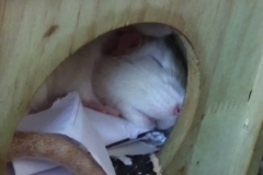 Ronnie and Derek curled up in their house