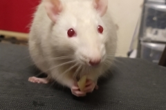 IMG_20190812_204938431