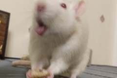 Ronnie looking silly!