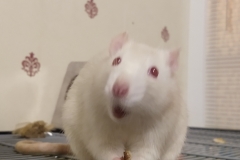 Ronnie enjoying a tasty morsel