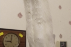 Ronnie reaching for the food