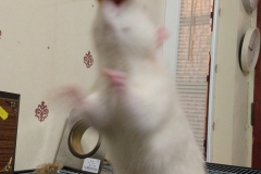 Ronnie reaching for the food