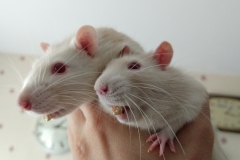 Caught in the act with food in their mouths