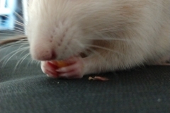 Ronnie sitting down to dine