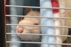 Rats riding the tube