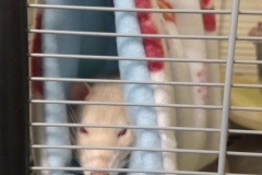 Rats riding the tube