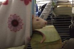 Rats riding the tube
