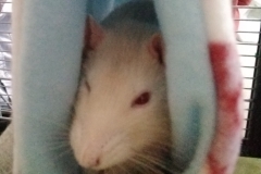 Rats riding the tube