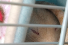 Sleepy in the tube