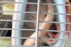 Sleepy in the tube
