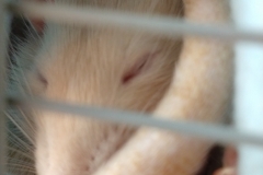 Sleepy in the tube
