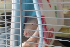Sleepy in the tube
