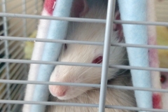 Both rats in the tube!