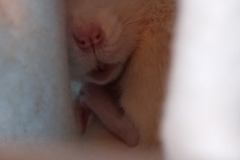 Curled up in the tube