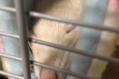 Sleepy in the tube