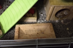 Concrete and brick in their cage