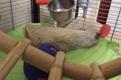 Concrete and brick in their cage