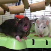 Jack doing a silly yawn, May 2021
