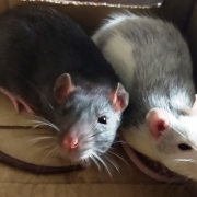 Jack and Alec resting in the Wispa box, May 2021