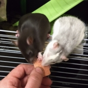 Jack and Alec trying a pink wafer, Apr 2021